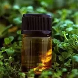 Alpha Pinene 95% - Espanha